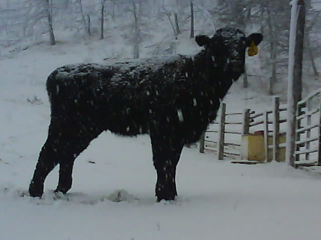 201 Cow in Snow 13th Apr.jpg